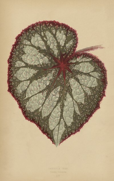 Begonia Rex, Variety Nebulosa by English School